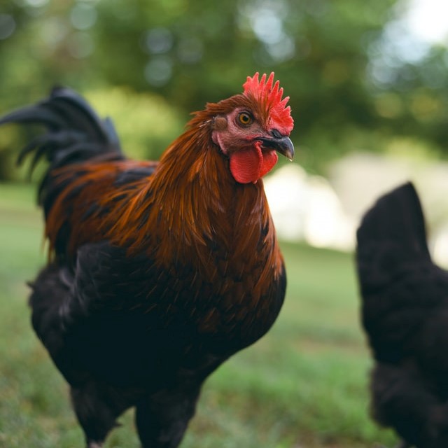 Image of a hen