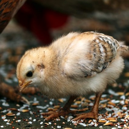 Image of a chicks