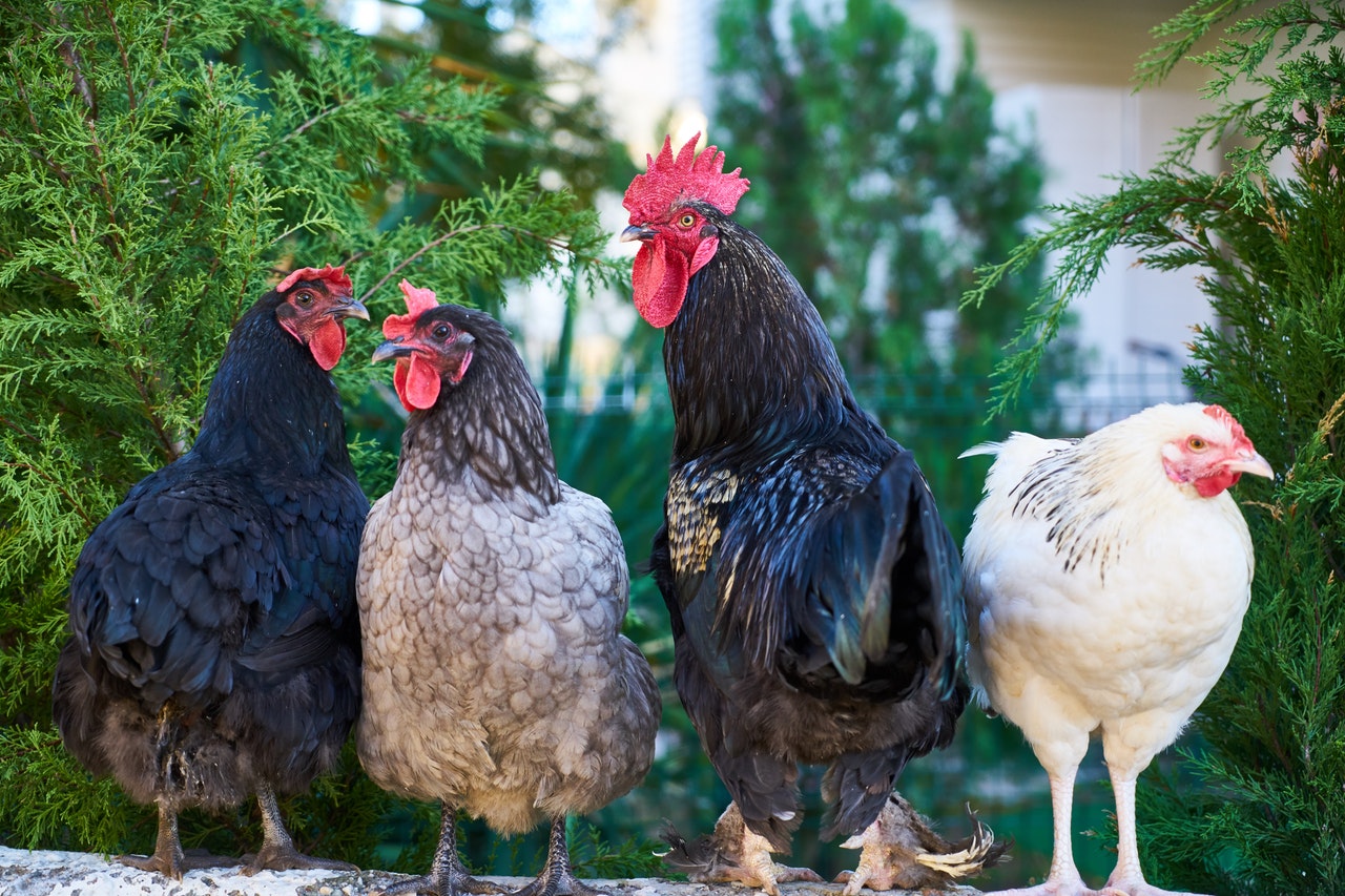 Image of chickens